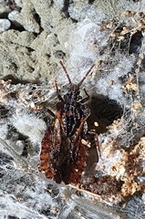 Aradus conspicuus