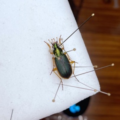 Chlaenius circumdatus