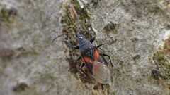 Oxycarenus lavaterae