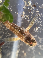 Coryphoblennius galerita