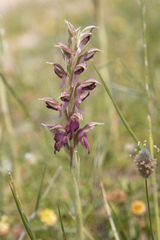 Anacamptis sancta