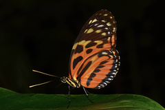 Heliconius hecale