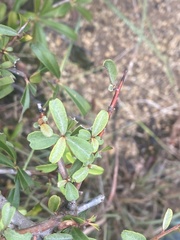 Pyracantha angustifolia