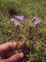 Chromolaena hirsuta