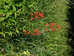 Silene regia