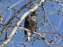 Buteo jamaicensis harlani