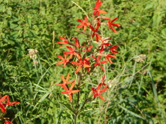 Silene regia
