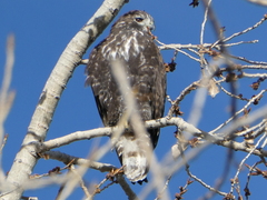 Buteo jamaicensis harlani