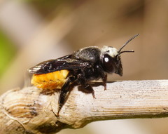 Megachile mystacea