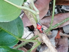 Oncopeltus cingulifer