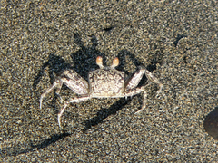 Decapoda