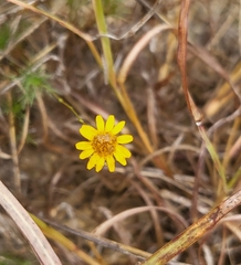 Thymophylla tenuiloba