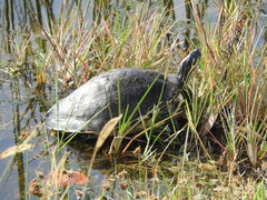 Pseudemys peninsularis