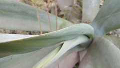 Agave weberi