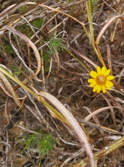 Thymophylla tenuiloba