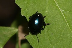 Leptinotarsa haldemani