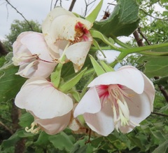 Dombeya burgessiae