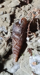 Clausiliidae