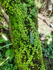 Peperomia cyclophylla