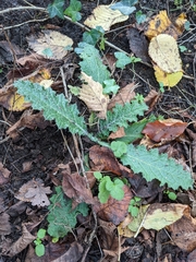 Carduus crispus