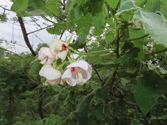 Dombeya burgessiae