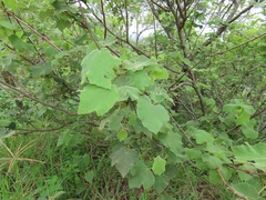 Dombeya burgessiae