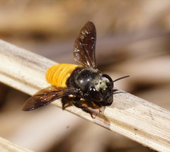 Megachile mystacea