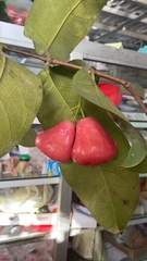 Syzygium