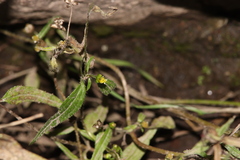 Galinsoga parviflora semicalva