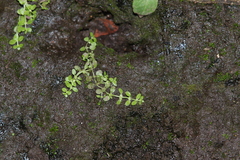 Callitriche heterophylla