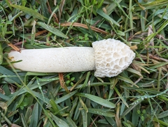 Phallus hadriani