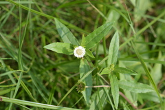 Eclipta prostrata