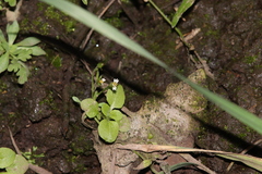 Galinsoga parviflora semicalva