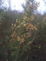 Ulex parviflorus
