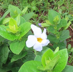 Thunbergia natalensis