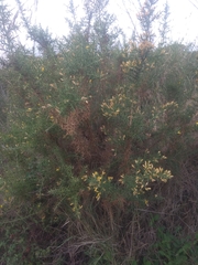 Ulex parviflorus