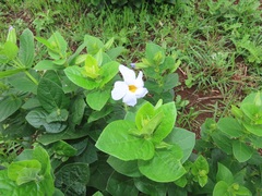 Thunbergia natalensis