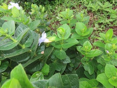 Thunbergia natalensis