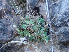 Sedum wrightii wrightii