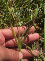Sisyrinchium micranthum