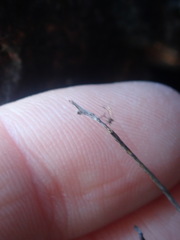 Sedum wrightii wrightii