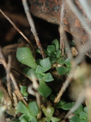 Sedum wrightii wrightii
