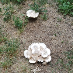Agaricus xanthodermus