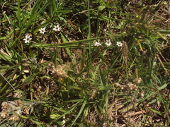 Sisyrinchium micranthum