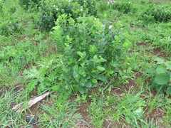 Thunbergia natalensis