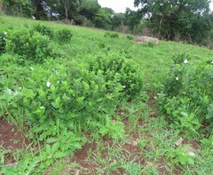 Thunbergia natalensis