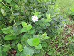 Thunbergia natalensis