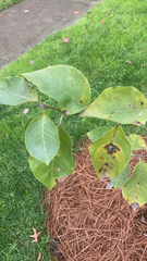 Magnolia × soulangeana