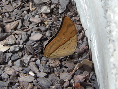 Archaeoprepona amphimachus