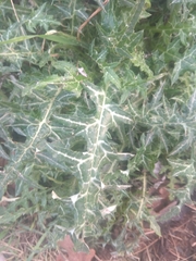 Galactites tomentosus